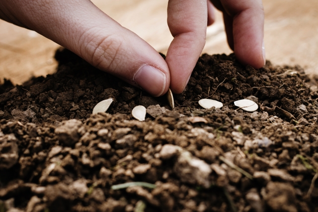 クラシックギターのプランティング